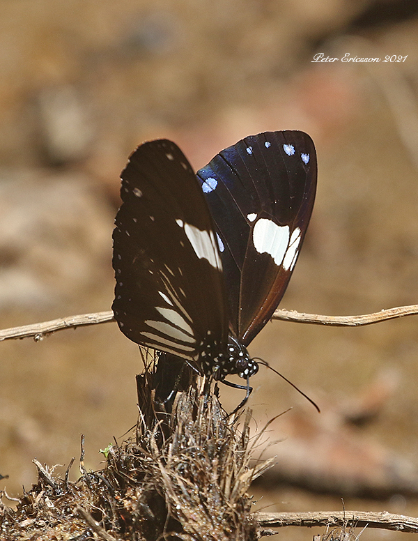 Magpie Crow Butterfly (Euploea radamanthus)