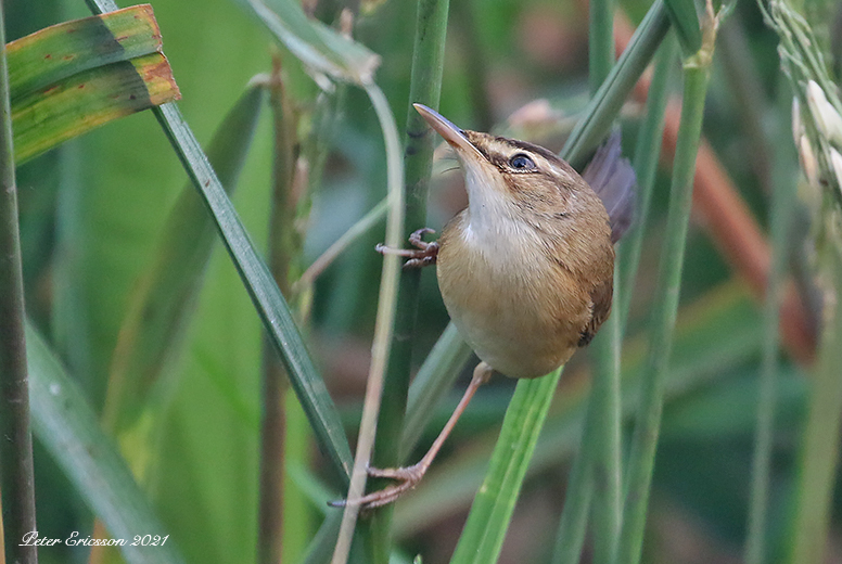 Manchurian Reed Warbler