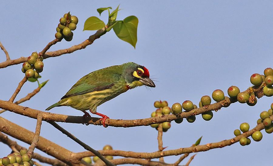 Coppersmith Barbet