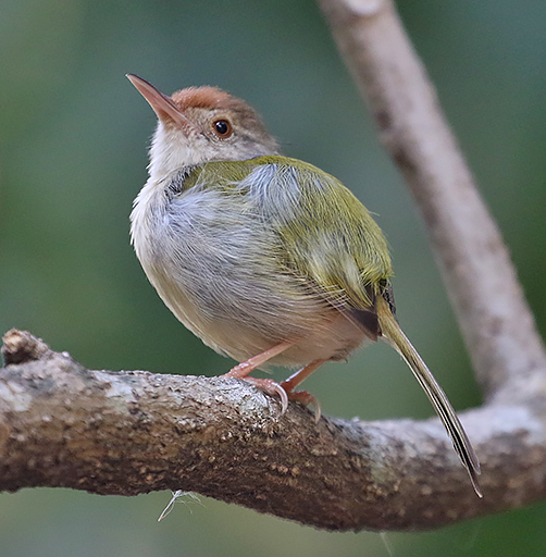 Common Tailorbird