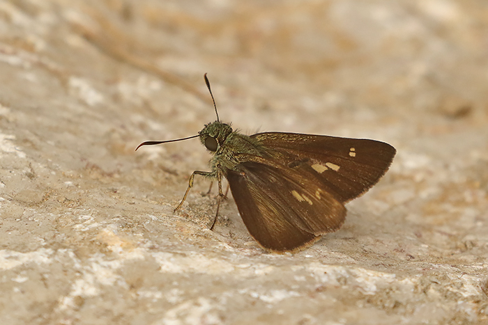 Overlapped Ace (Halpe arcuata)