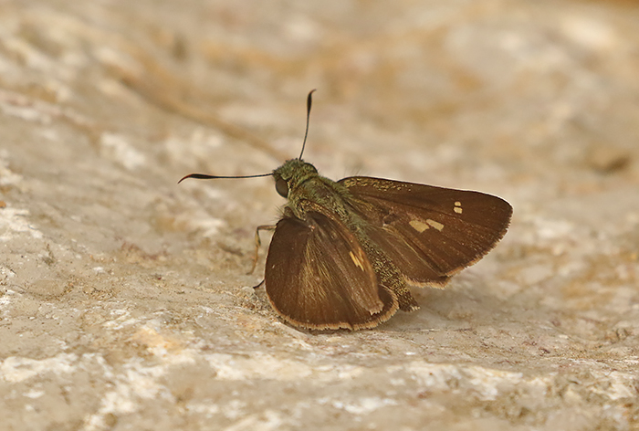 Overlapped Ace (Halpe arcuata)