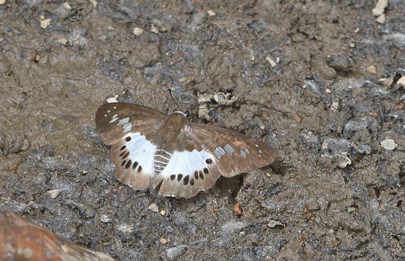 Evans's White Flat (Seseria strigata)