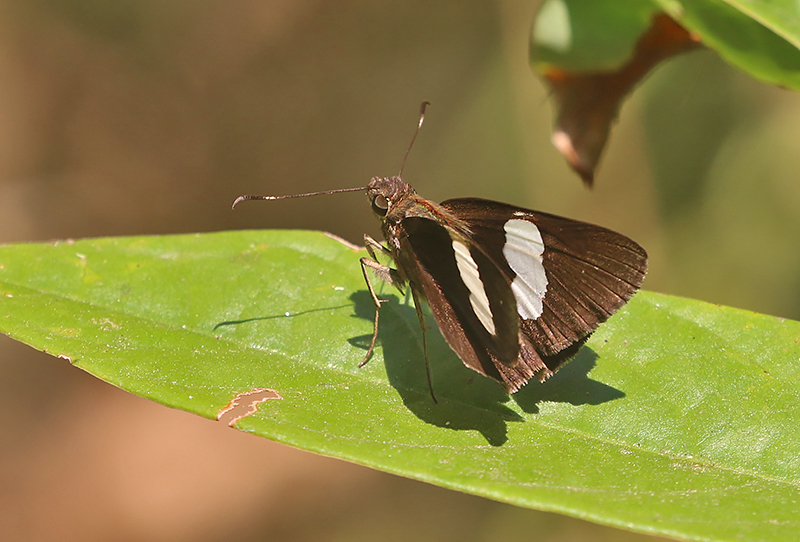 Common Banded Demon (Notocrypta paralysos)