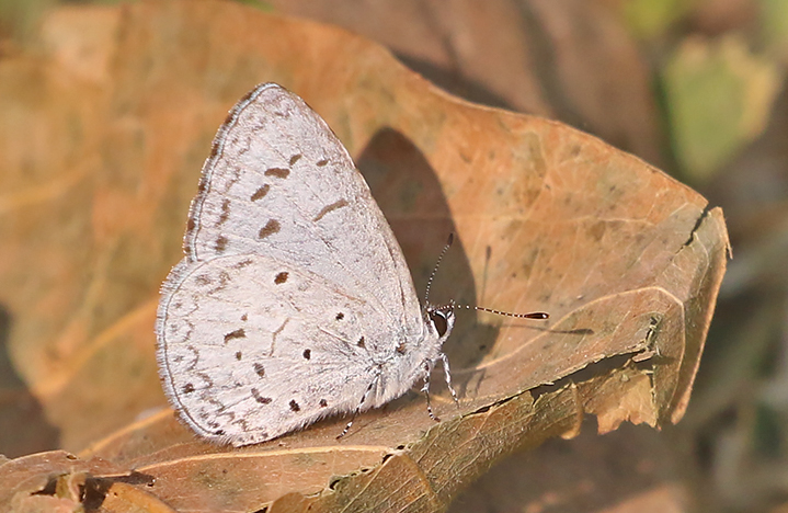 Common Hedge Blue (Acytolepis puspa)