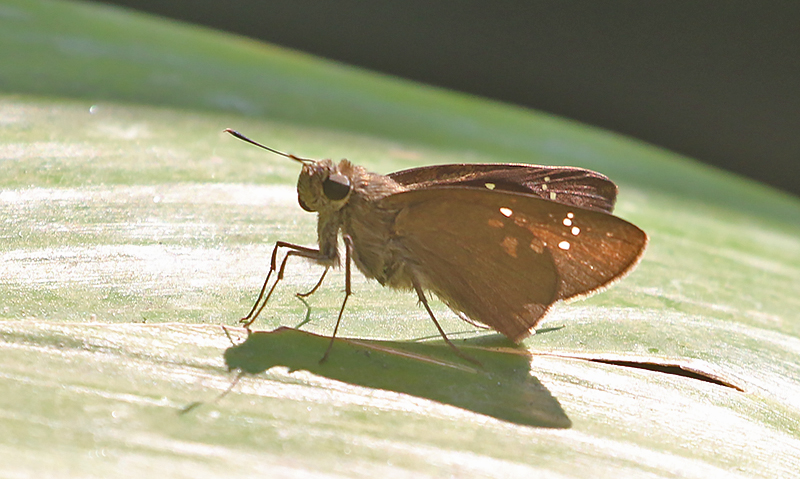 Paintbrush Swift (Baoris farri)
