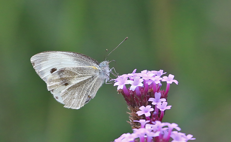 Indian Cabbage White (Pieris canidia)