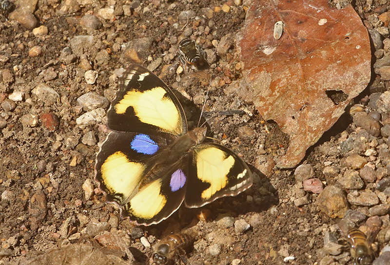 Yellow Pansy (Junonia hierta)