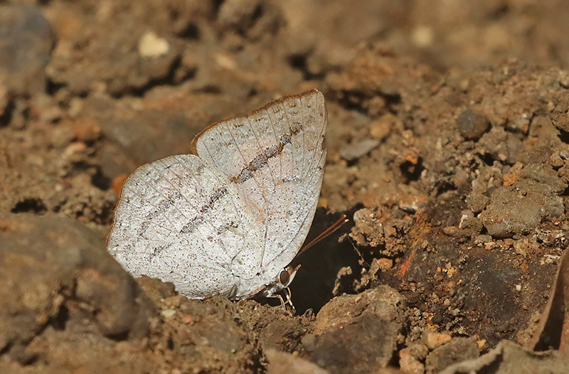 Angled Sunbeam (Curetis acuta)