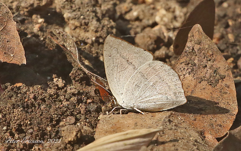 Angled Sunbeam (Curetis acuta)