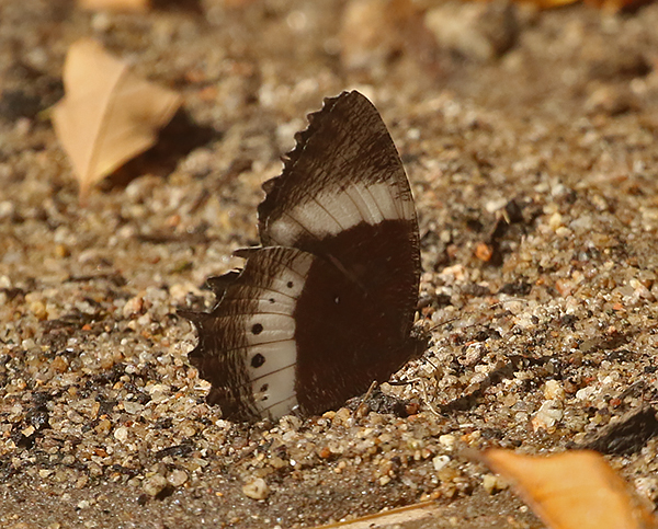 White-banded Palmfly (Elymnias dara)