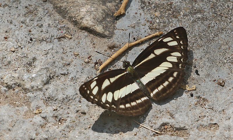 Cream-spotted Sailor (Neptis soma)