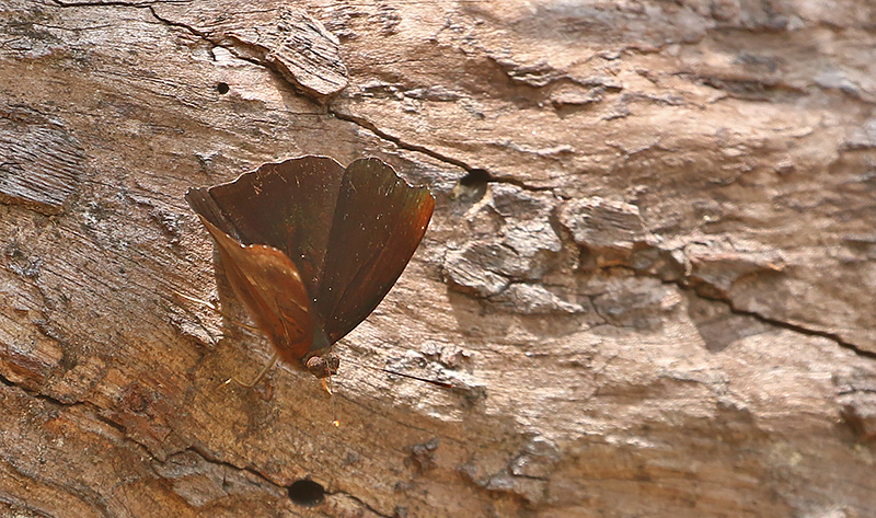 Black Prince (Rohana parisatis)