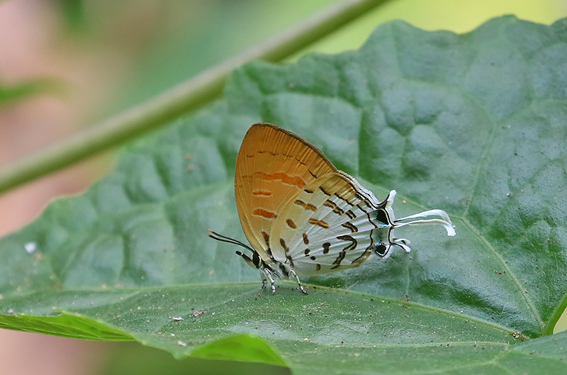 Common Posy (Drupadia ravindra)