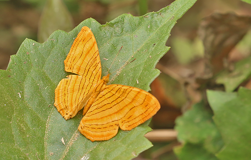 Intermediate Maplet (Chersonesia intermedia)