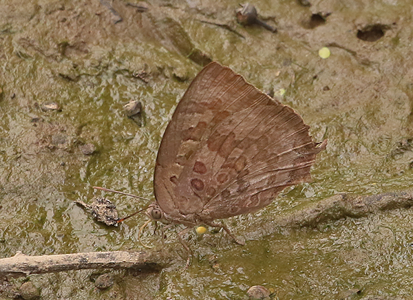 Common Oakblue (Arhopala centaurus)