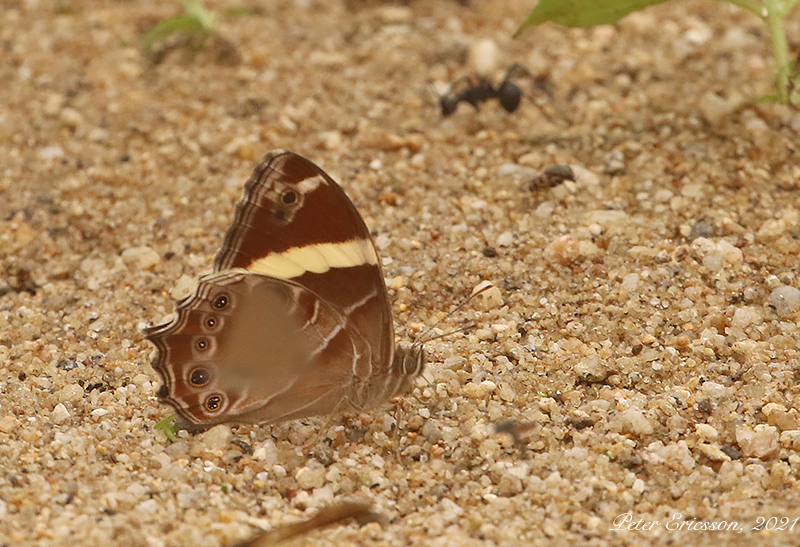 Banded Treebrown (Lethe confusa)