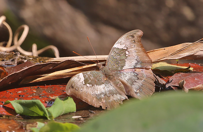 Grey Baron (Euthalia anosia)