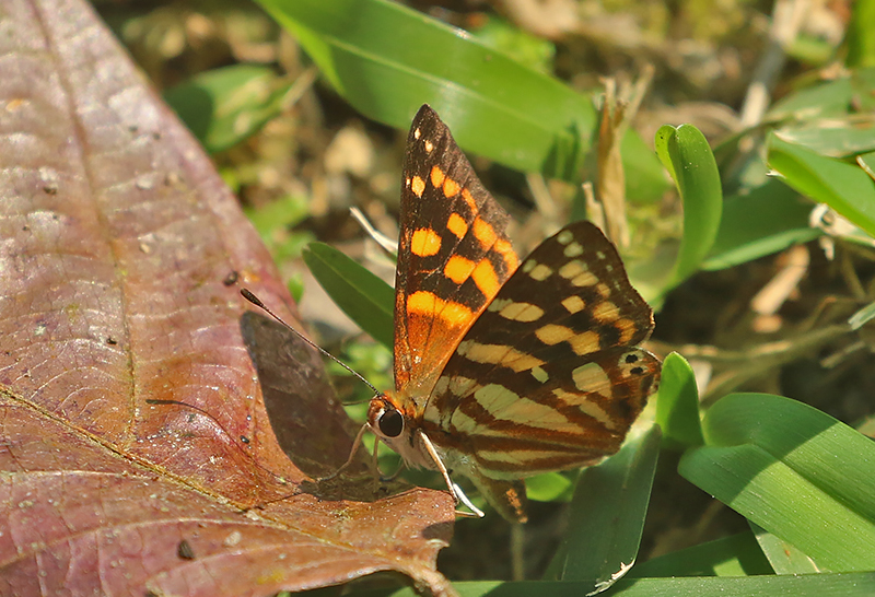 Orange Punch (Dodona egeon)