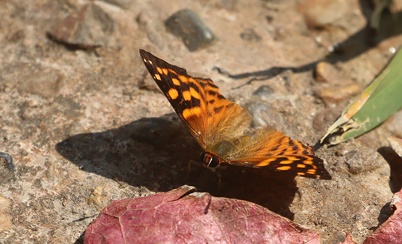 Orange Punch (Dodona egeon)