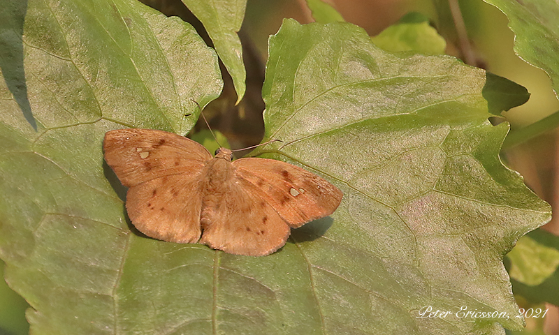 Pied Flat (Tagiades japetus)