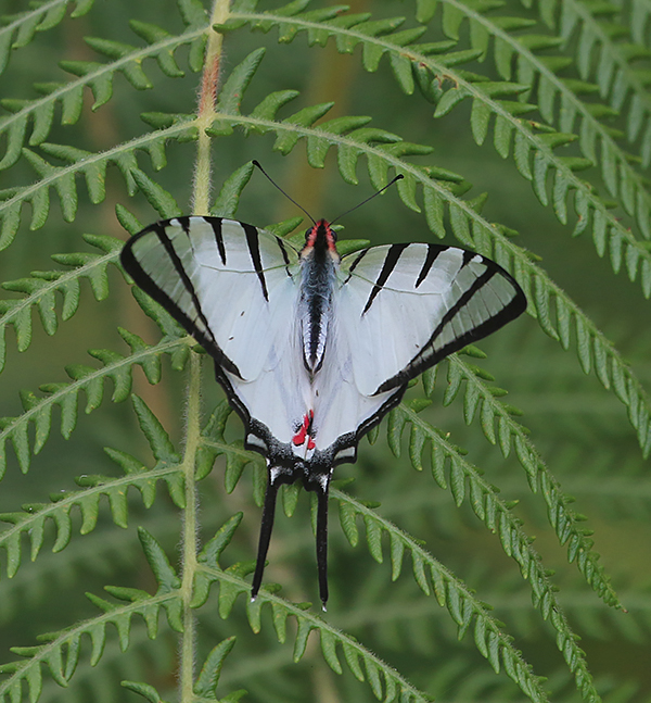 Four-bar Swordtail (Graphium agetes)
