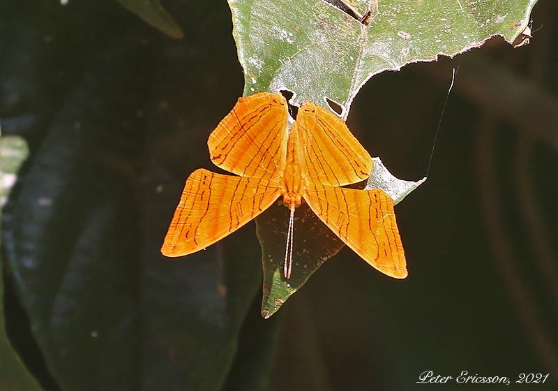 Intermediate Maplet (Chersonesia intermedia)