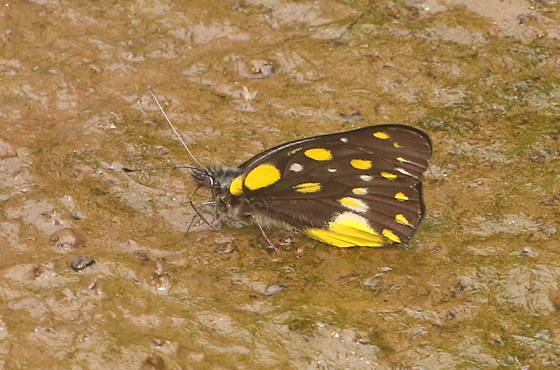 Hill Jezebel (Delias belladonna)