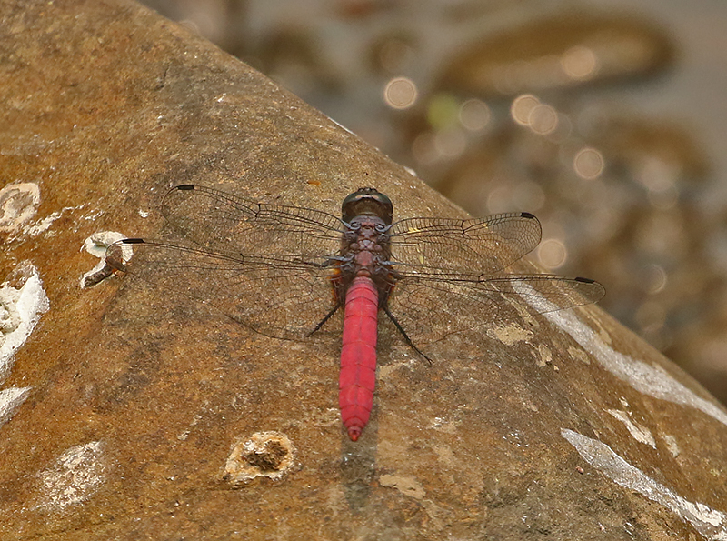 Crimson-tailed Marsh Hawk (Orthetrum pruinosum)