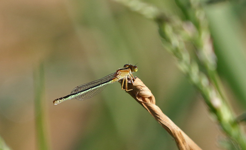 Common Bluetail Ischnura senegalensis