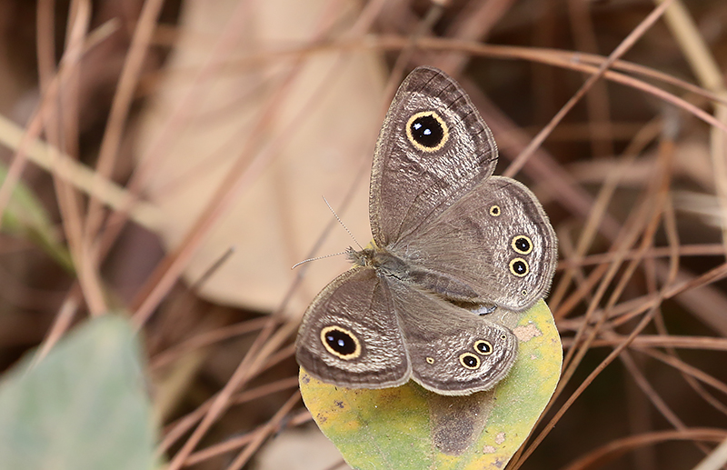 Pallid Fivering (Ypthima savara)