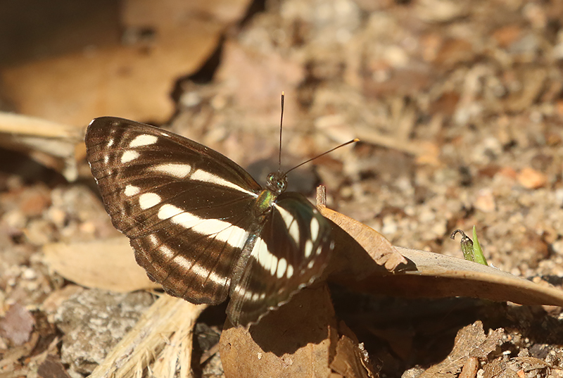 Southern Sullied Sailer (Neptis clinia)