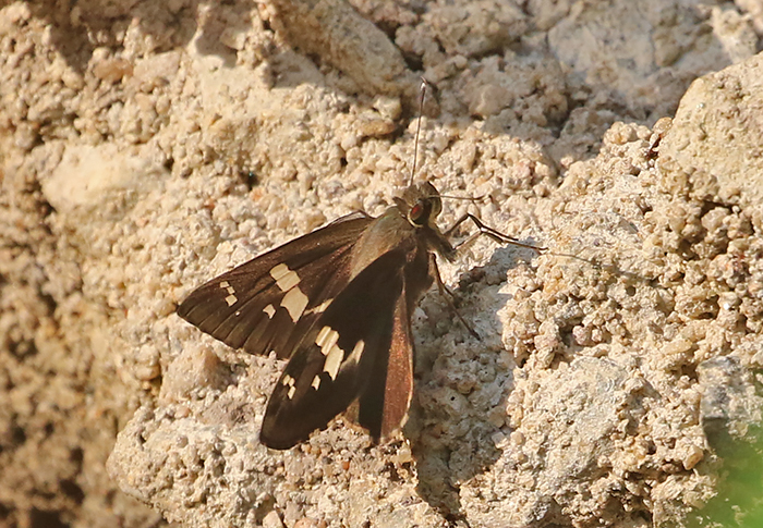 Great Swift (Pelopidas assamensis)