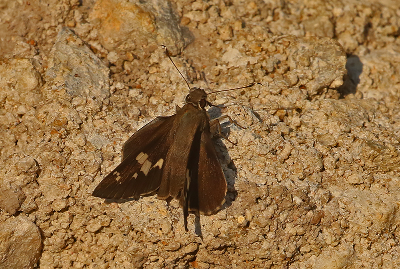 Great Swift (Pelopidas assamensis)