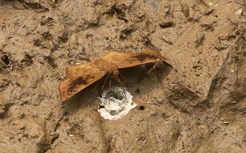 Obtuse-winged Angle (Tapena thwaitesi)