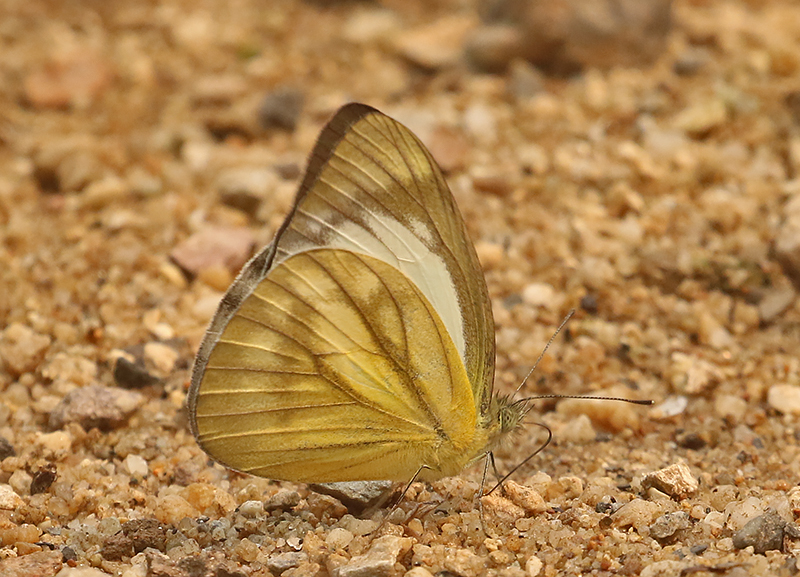 Lesser Gull (Cepora nadina)