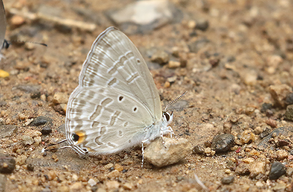 Silver Forget-Me-Not (Catochrysops panormus)