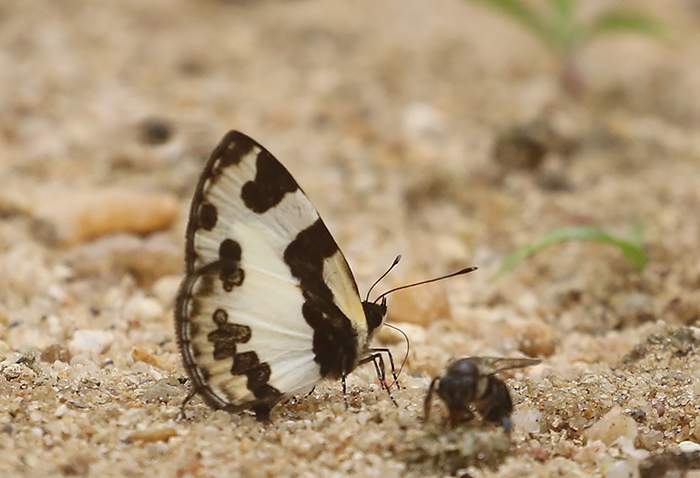 Elbowed Pierrot (Caleta elna)