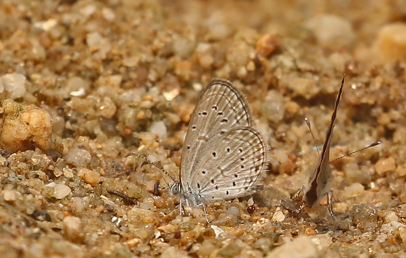 Tiny Glass Blue (Zizula hylax)