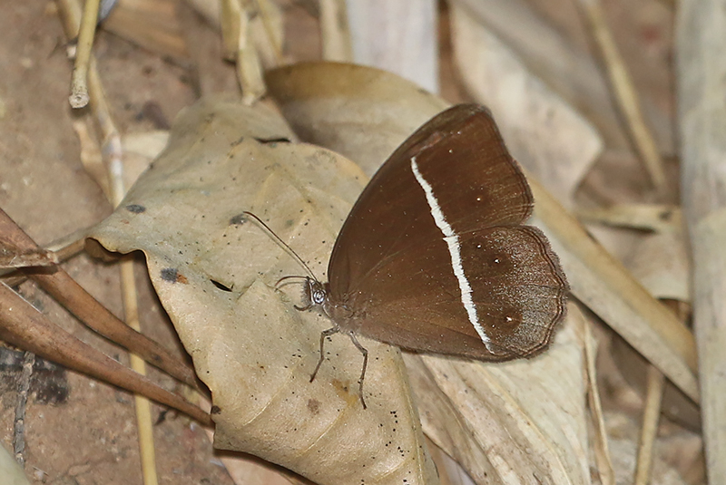 Smooth-eyed Bushbrown (Orsotriaena medus)