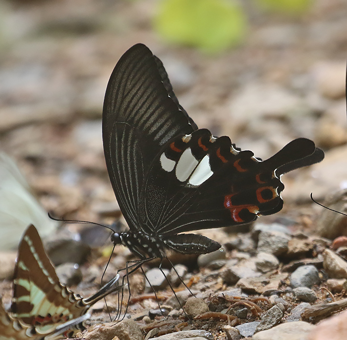 Red Helen Swallowtail (Papilio helenus)