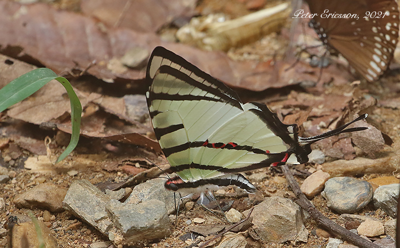 Four-bar Swordtail (Graphium agetes)