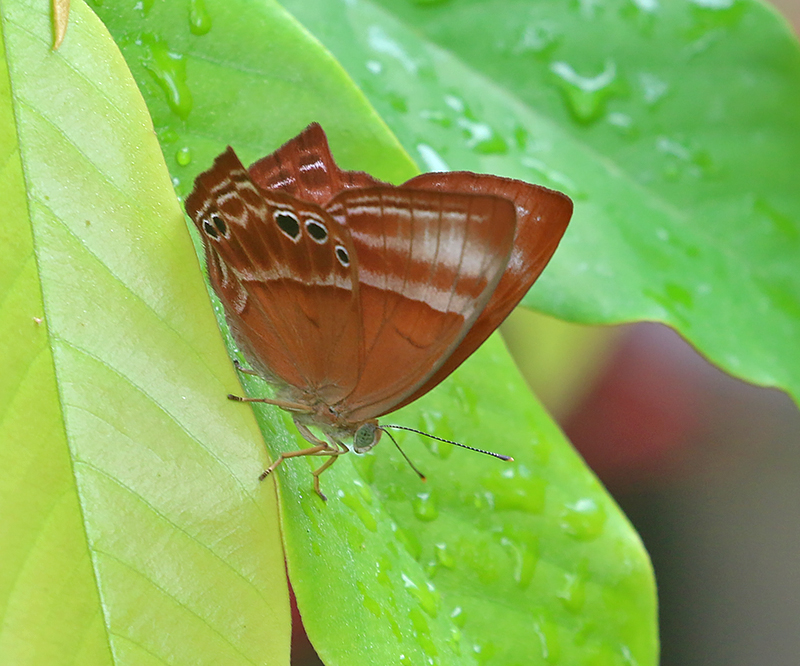 Plum Judy (Abisara echerius)