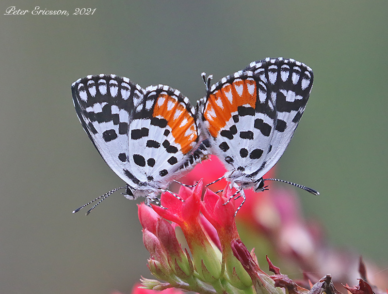 Red Pierrot (Talicada nyseus)