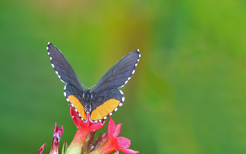 Red Pierrot (Talicada nyseus)