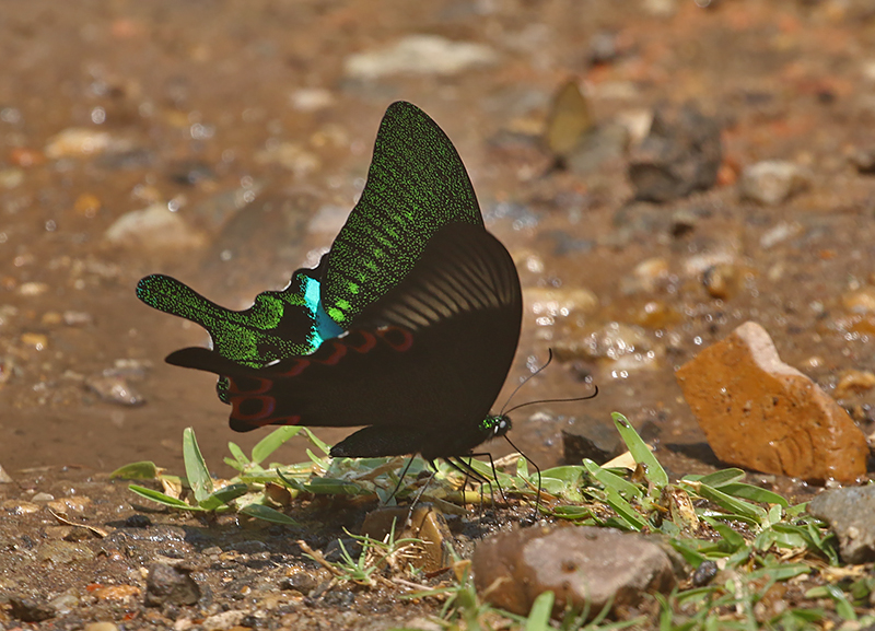 Blue Peacock Swallowtail (Papilio arcturus)