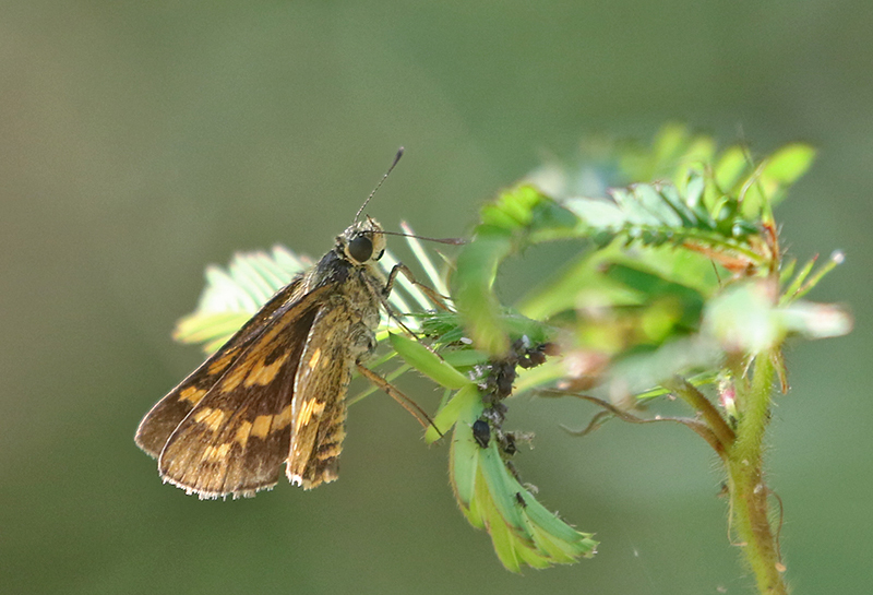 Detached Dart Potanthus (trachala ssp. tytleri)