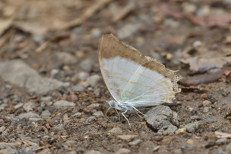 Little Mapwing (Cyrestis themire)