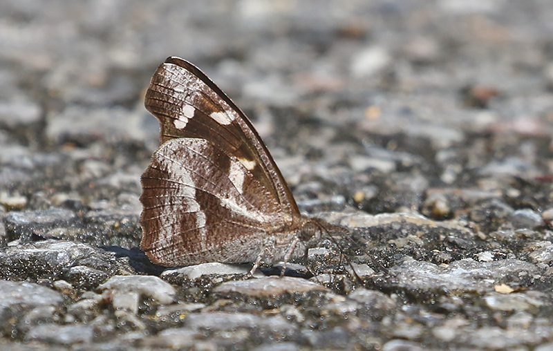 Whitespotted Beak (Libythea narina)