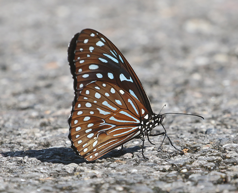 Dark Blue Tiger Butterfly (Tirumala septentrionis)